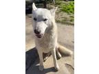 Adopt Coconut a White German Shepherd Dog / Husky / Mixed dog in Oxnard