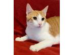 Adopt Dorito a Orange or Red (Mostly) Domestic Shorthair (short coat) cat in
