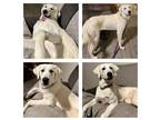 Adopt Luna a White Great Pyrenees / Mixed dog in New Oxford, PA (37195897)