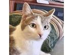 Adopt Grace Rose (Lap Cat) a White Domestic Shorthair / Mixed cat in Fort Worth