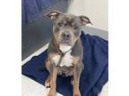 Adopt *Trudy* a American Pit Bull Terrier / Mixed dog in Salt Lake City