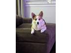 Adopt Benny a Merle Corgi / Mixed dog in Chesapeake, VA (37195771)