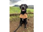 Adopt Ollie a Black Labrador Retriever / Mixed dog in Oakland, CA (37195708)