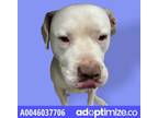 Adopt Buddy a White Pit Bull Terrier / Mixed dog in El Paso, TX (37195841)