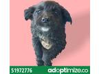 Adopt 51972776 a Black Shepherd (Unknown Type) / Mixed dog in El Paso
