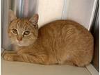 Adopt Tonka a Domestic Shorthair / Mixed cat in Norman, OK (37193158)