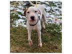 Adopt PITA a White - with Brown or Chocolate Pit Bull Terrier / Hound (Unknown
