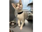 Adopt French Toast a White (Mostly) Domestic Shorthair / Mixed (short coat) cat