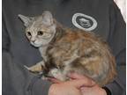 Adopt Stella a Calico or Dilut