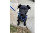 Adopt Max a Black - with White Labrador Retriever / Mixed dog in Davis
