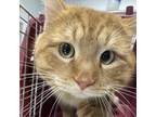 Adopt D. C. a Domestic Shorthair / Mixed cat in Des Moines, IA (37195415)