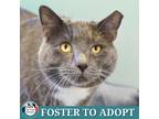 Adopt Jerry a Gray or Blue Domestic Shorthair / Mixed cat in Lakewood