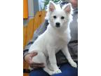 Adopt Ziva a White American Eskimo Dog / Mixed dog in Parsons, KS (37195402)