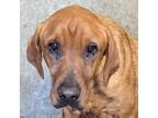 Adopt Kiki a Brown/Chocolate Mixed Breed (Medium) / Mixed dog in Las Cruces