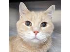Adopt Bert a Tan or Fawn Tabby Domestic Shorthair / Mixed cat in Las Cruces