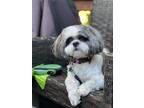 Adopt Dwight a White - with Black Shih Tzu / Mixed dog in Farmington Hills