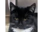 Adopt Bun a All Black Domestic Shorthair / Mixed cat in Las Cruces