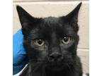 Adopt Kip a All Black Domestic Shorthair / Mixed cat in Las Cruces