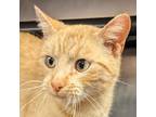 Adopt 57952 a Orange or Red Domestic Shorthair / Mixed cat in Las Cruces