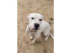 Adopt Lily Collins a White - with Black Boxer / Mixed dog in Niagara Falls