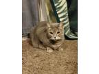 Adopt Mousy a Gray, Blue or Silver Tabby Domestic Shorthair / Mixed (short coat)
