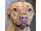 Adopt Canela a Tan/Yellow/Fawn Mixed Breed (Medium) / Mixed dog in Las Cruces