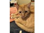 Adopt Kitty Baby a Orange or Red American Shorthair / Mixed (short coat) cat in