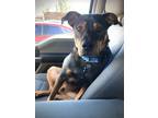 Adopt Seamus a Black - with Tan, Yellow or Fawn Rottweiler / Terrier (Unknown