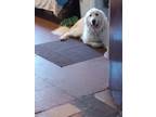 Adopt Doug a White Great Pyrenees / Mixed dog in Troutville, VA (37194898)