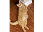 Adopt Wiki and Vinnie a Orange or Red Tabby Domestic Shorthair / Mixed (short
