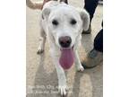 Adopt Haul a White Labrador Retriever / Jindo / Mixed dog in Niagara Falls