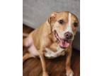 Adopt Riley a Red/Golden/Orange/Chestnut - with White American Pit Bull Terrier