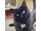 Adopt Rosie a All Black Domestic Longhair / Mixed cat in Mankato, MN (37195273)