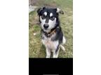Adopt Furly a Black - with White Shepherd (Unknown Type) / Husky / Mixed dog in
