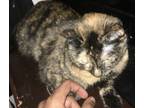 Adopt Precious a Tortoiseshell Calico / Mixed (medium coat) cat in Hamilton