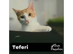 Adopt Teferi a Orange or Red Tabby Domestic Shorthair (short coat) cat in
