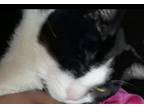 Adopt LuLu a Black & White or Tuxedo Domestic Shorthair / Mixed (short coat) cat