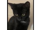 Adopt Astro a All Black Domestic Shorthair / Mixed cat in Patchogue