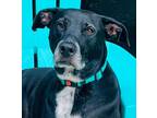 Adopt Apache a Black - with White Labrador Retriever / Mixed dog in Miami