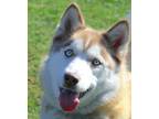 Adopt Sunshine a Siberian Husky / Mixed dog in Dublin, CA (37193240)