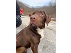 Adopt Chong a Brown/Chocolate - with White Labrador Retriever / Mixed dog in