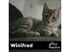 Adopt Winifred a Gray, Blue or Silver Tabby Domestic Shorthair (short coat) cat