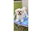 Adopt Harry Griffin a Shih Tzu / Mixed dog in Davie, FL (37194927)