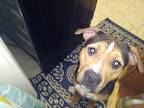 Adopt Rocky a Brown/Chocolate - with Black American Staffordshire Terrier /