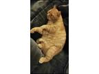 Adopt Eduardo a Orange or Red American Shorthair / Mixed (medium coat) cat in