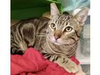 Adopt Bruno a Brown Tabby Domestic Shorthair (short coat) cat in Sherman Oaks