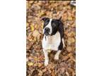 Adopt Bella a Black - with White Boxer / Mixed dog in Niagara Falls