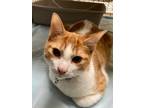 Adopt SAINT CHRISTOPHER a Orange or Red (Mostly) Domestic Shorthair / Mixed