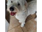 Adopt Shaggy a White - with Tan, Yellow or Fawn Great Pyrenees / Portuguese