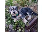 Adopt Charlie a Gray/Silver/Salt & Pepper - with White Poodle (Miniature) /